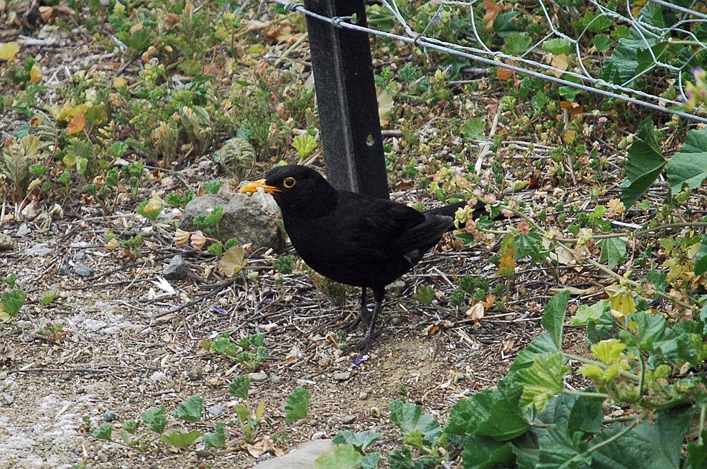 Blackbird, Common, 2008-01185003 Hobart, Tasmania, AU.JPG - Common Blackbird. Hobart out of our motel window, AU, 1-18-2008